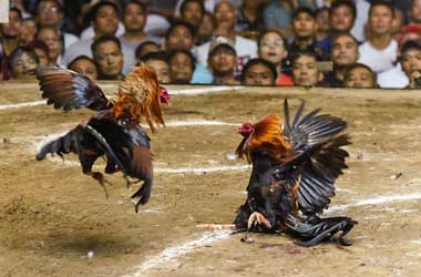 Cockfighting