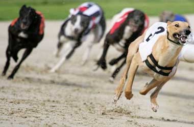 Greyhound Racing