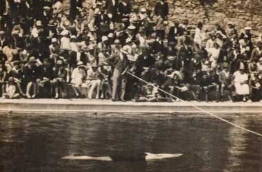 Distance Plunging at St. Louis 1904