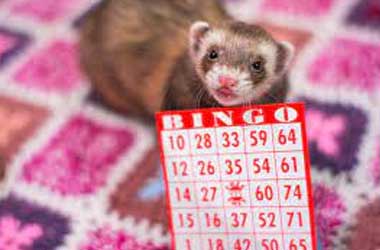 Ferret Bingo